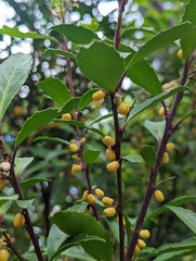 Maytenus magellanica