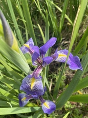 Iris savannarum