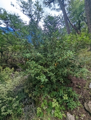 Maytenus magellanica