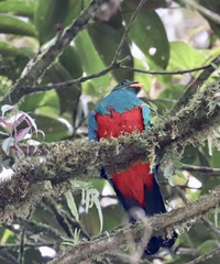 Pharomachrus auriceps