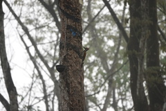 Chrysocolaptes guttacristatus