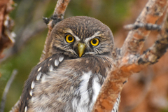 Glaucidium nana