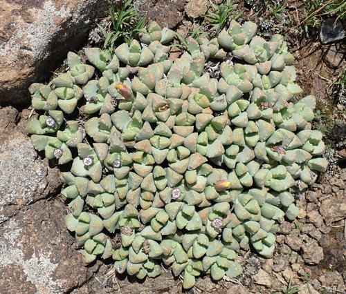 Stomatium bolusiae, photograph 5