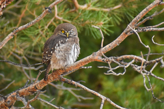 Glaucidium nana