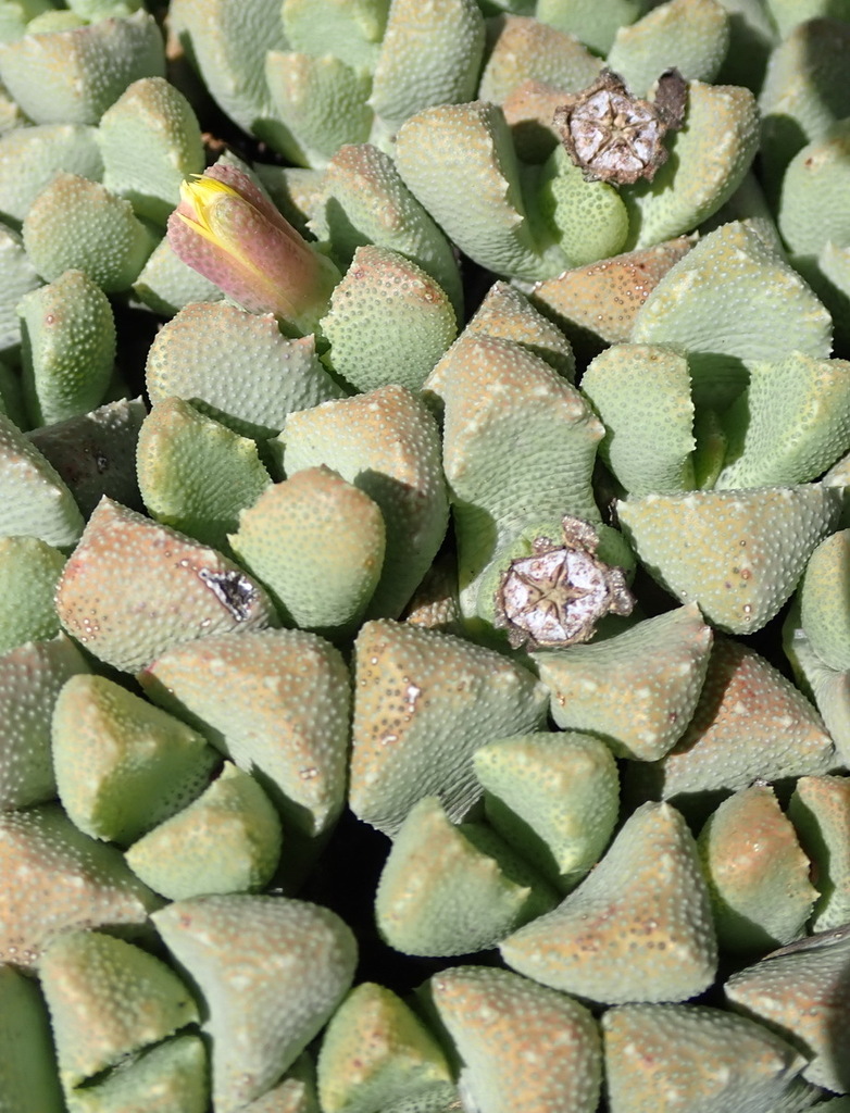 Stomatium bolusiae