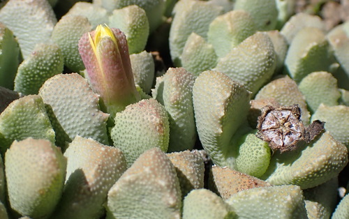 Stomatium bolusiae, photograph 3
