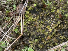 Marchantia polymorpha
