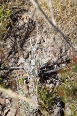 Syncarpha gnaphaloides