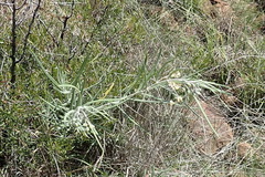 Gomphocarpus fruticosus fruticosus