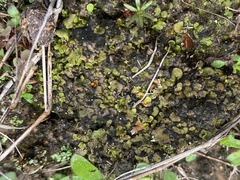 Marchantia polymorpha