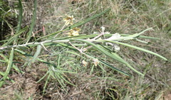 Gomphocarpus fruticosus fruticosus