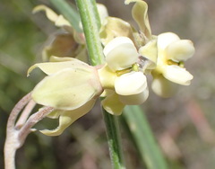 Gomphocarpus fruticosus fruticosus