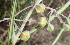 Gomphocarpus fruticosus fruticosus