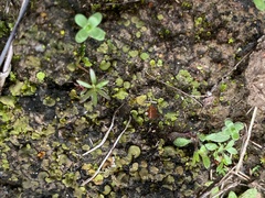 Marchantia polymorpha
