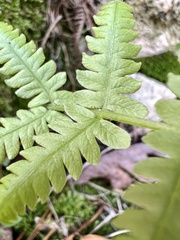 Macrothelypteris torresiana