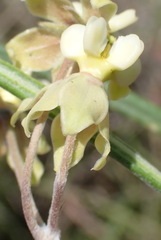 Gomphocarpus fruticosus fruticosus