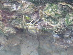 Carcinus aestuarii