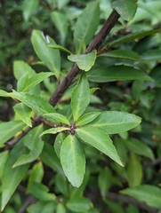 Maytenus magellanica