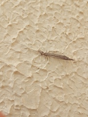 Austroleon immitis