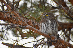 Glaucidium nana