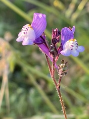 Linaria algarviana
