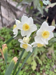 Narcissus tazetta
