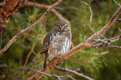 Glaucidium nana