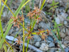 Cyperus dentatus