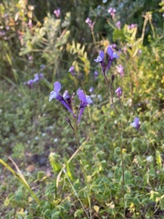 Linaria algarviana