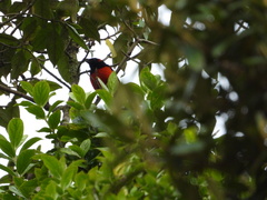 Anisognathus igniventris