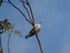 Ducula bicolor