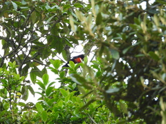 Anisognathus igniventris