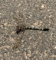 Phyllomacromia picta