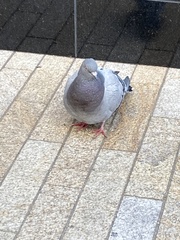 Columba livia domestica