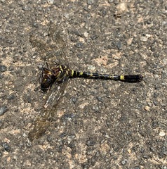 Phyllomacromia picta