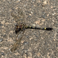 Phyllomacromia picta