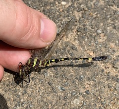 Phyllomacromia picta