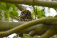 Glaucidium nana