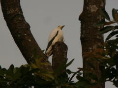 Ducula bicolor