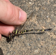 Phyllomacromia picta