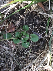 Ranunculus abortivus