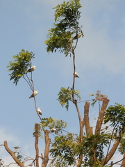 Ducula bicolor