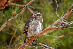 Glaucidium nana