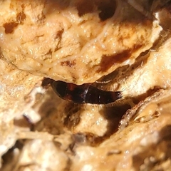 Sepedophilus