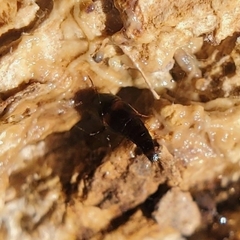 Sepedophilus