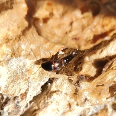 Sepedophilus