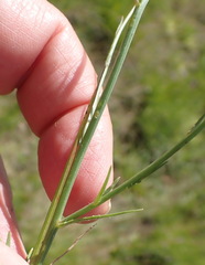 Wahlenbergia undulata