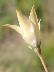 Wahlenbergia undulata