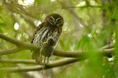 Glaucidium nana