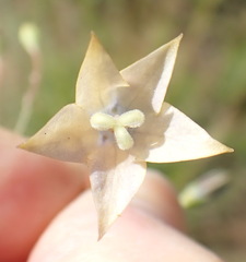 Wahlenbergia undulata